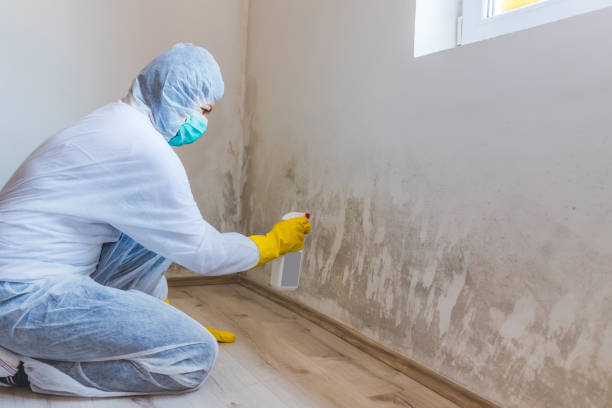 Licensed Mold Cleanup service in Dedham, MA - WQB Mold Removal