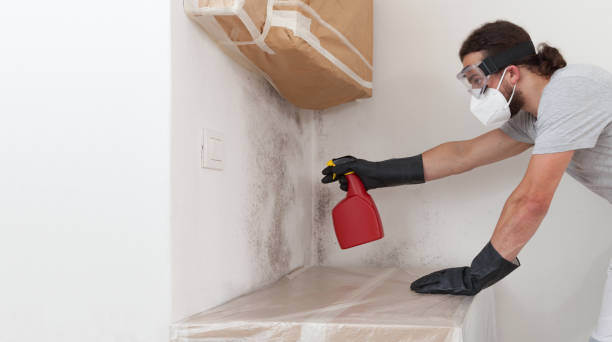 Professional Mold Cleanup technician working in Dedham, MA